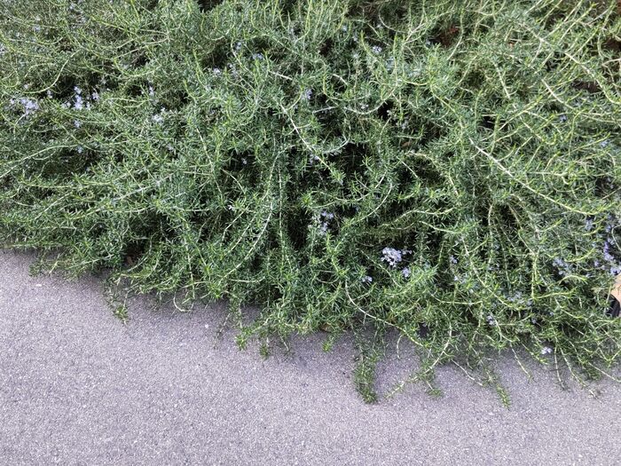 挿し木で増やせます。