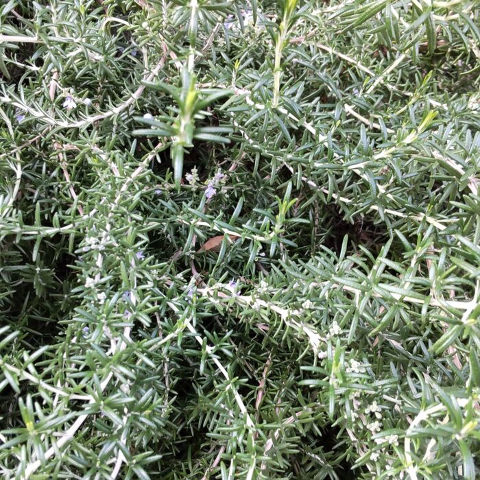 「ローズマリー」は、色々と生活に役立てることができるハーブです。花粉シーズンにも◎!