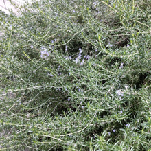 「2月」花粉症にも!清らかな湧き水のようなローズマリーの花♡「生活の質を高めてくれる」葉にも注目!