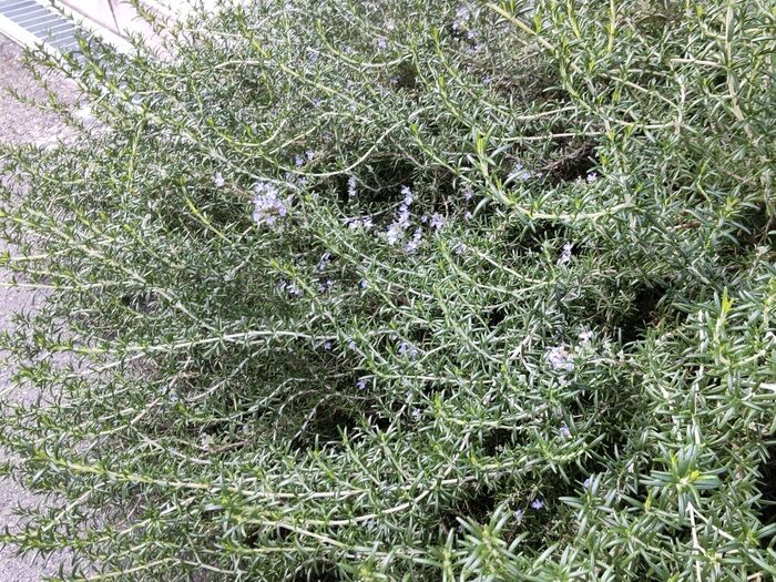 「2月」花粉症にも!清らかな湧き水のようなローズマリーの花♡「生活の質を高めてくれる」葉にも注目!