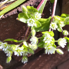 「2月!春の使者♡道端での発見!」イザという時にも!コハコベの防災知識と見分け方とは?