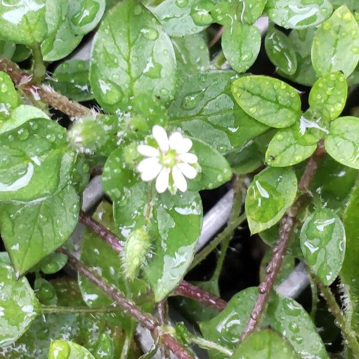 雨水が当たっても、ぜんぜん平気な白い可憐なお花！強いね。