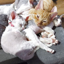 大阪コリアンタウン最新情報!穴場の新店舗「ネコカフェ」と近隣ワッペンワークのできる店&絶品キンパとは