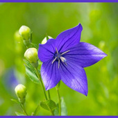 初心者でも簡単!キキョウの育て方(balloon flower/Chinese bellflower