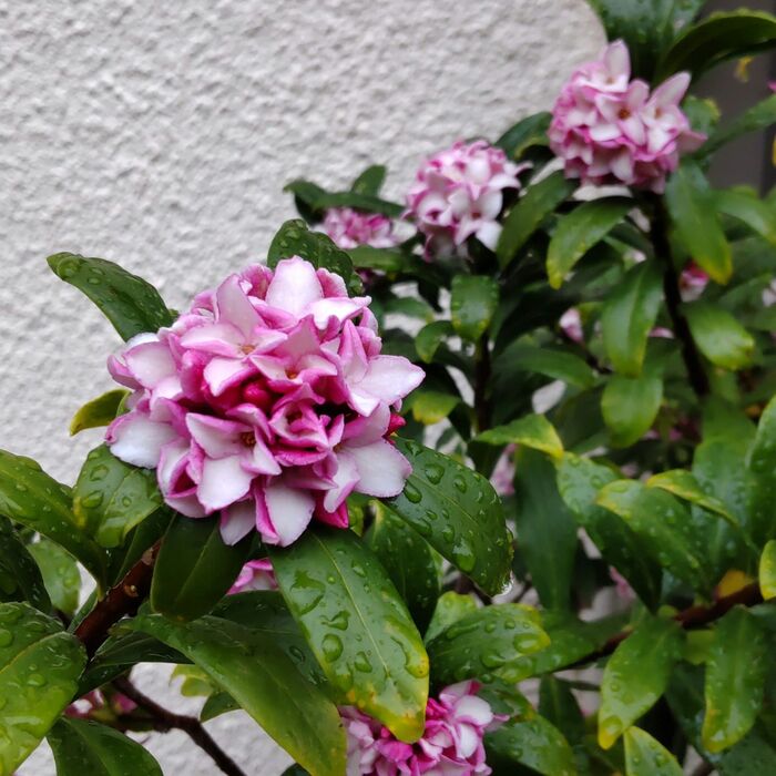 春の恵み!「沈丁花の魅力と毒性」!素晴らしい芳香だけど、お子様、ペット注意です!