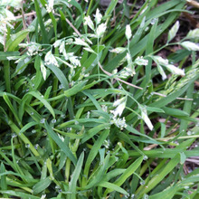 雨上がりの道端の雑草:踏まれた道も素朴な美しい花で彩る♡「踏みつけないで」が花言葉!君の名は?