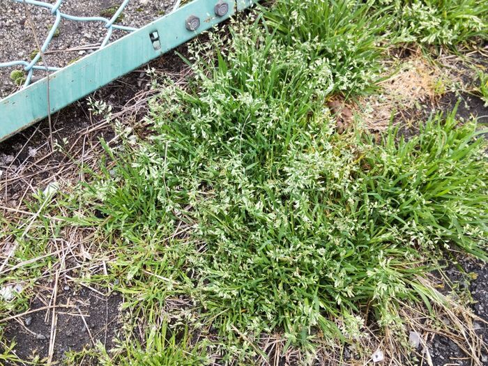 この植物は「スズメノカタビラ(雀の帷子)」です。別名「ハグサ」「ホコリグサ」。