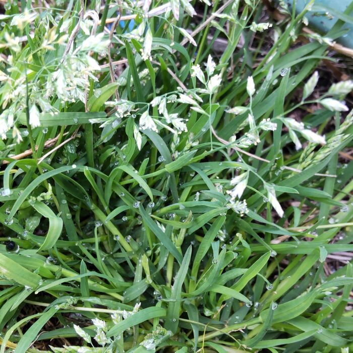 スズメノカタビラの花言葉は、「私を踏まないで」。