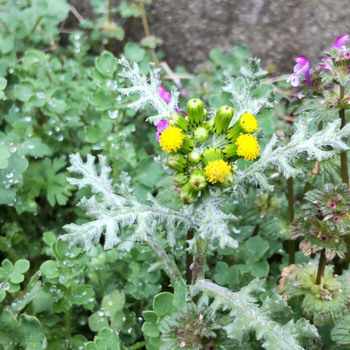 実は毒を秘めた可憐な花♡魅惑の道端の不思議な植物!春菊似だけど食べちゃダメ!