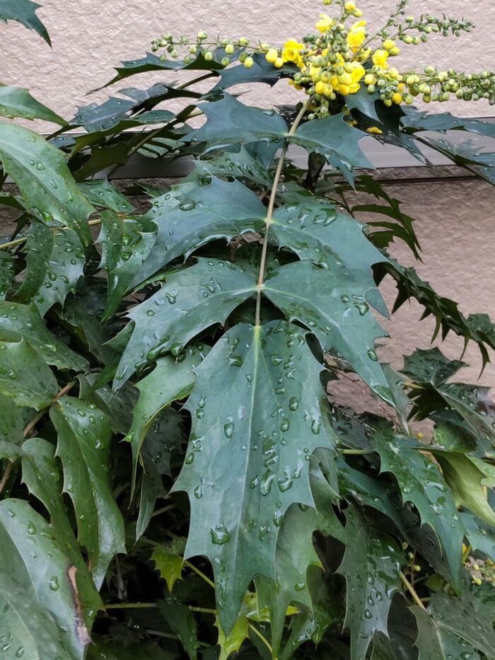 この植物は「ヒイラギナンテン(柊南天)」です。別名はトウナンテン(唐南天)。