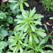 春の雑草探しの冒険♡驚きと楽しさが待っている!ヤエムグラの不思議な世界!蜂の毒針のような棘?