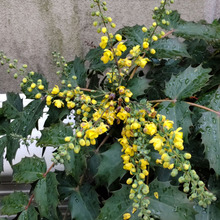 雨上がりの癒し♡清楚で妖艶なヒイラギナンテンの花の香り♡この植物は厄除けにも良いの?