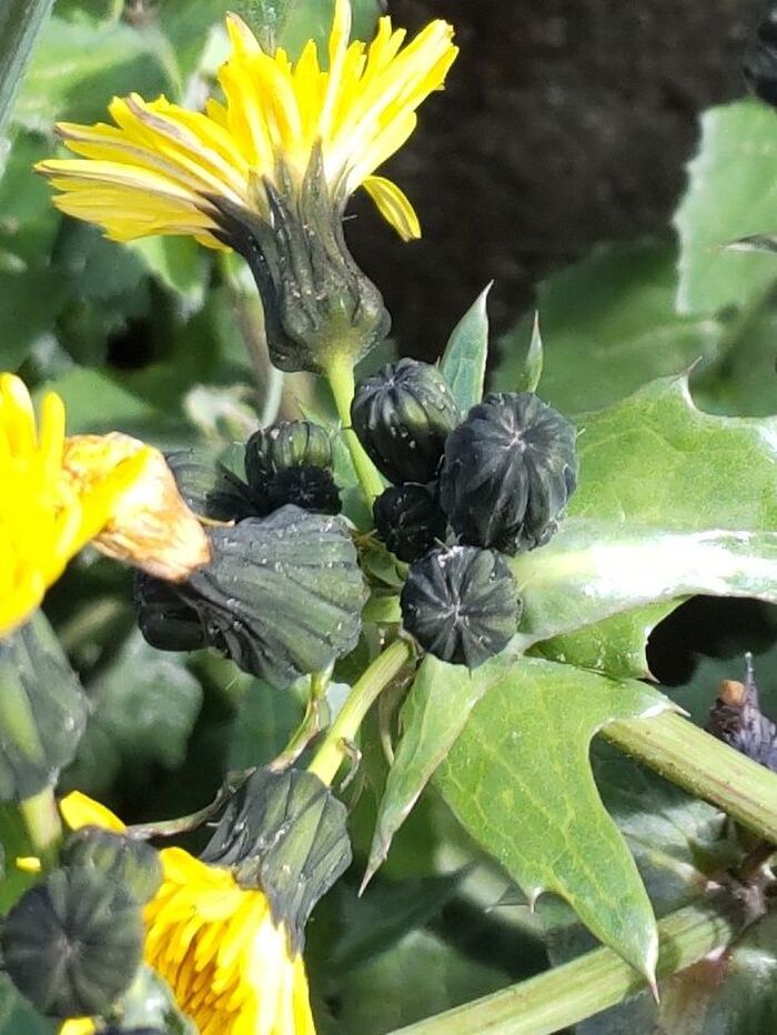 蕾は、昆虫のあの虫そっくり?