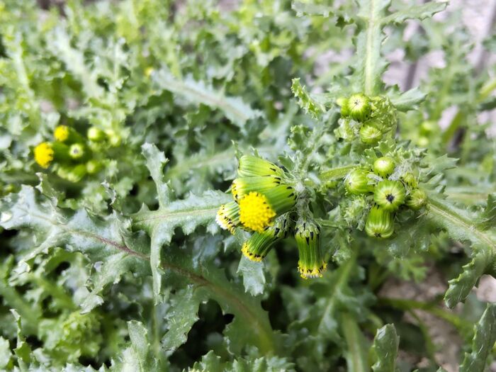 有毒植物の「ノボロギク」と間違わないようにしましょう。
