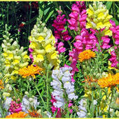 初心者でも楽々キンギョソウ育成「Antirrihinum majus」