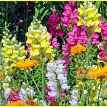 初心者でも楽々キンギョソウ育成「Antirrihinum majus」