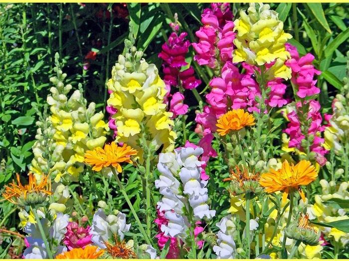 初心者でも楽々キンギョソウ育成「Antirrihinum majus」