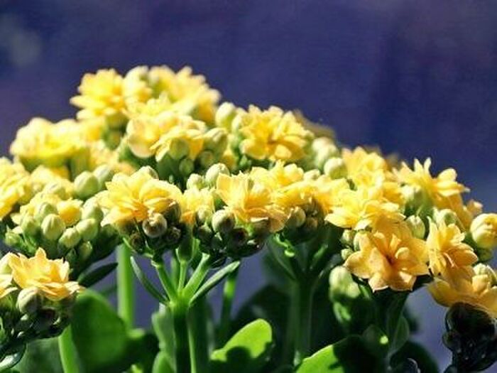 カランコエの基本的な育て方