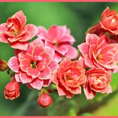 初心者でも簡単!カランコエ栽培のポイント「紅弁慶/Kalanchoe」