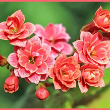 初心者でも簡単!カランコエ栽培のポイント「紅弁慶/Kalanchoe」