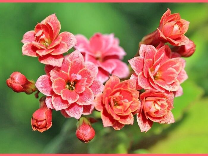 初心者でも簡単!カランコエ栽培のポイント「紅弁慶/Kalanchoe」