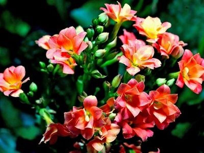 カランコエの増やし方と株分けの方法