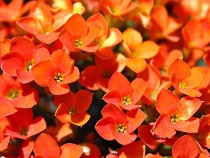 カランコエの花言葉