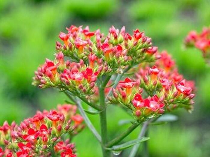 カランコエの病気と害虫の対策