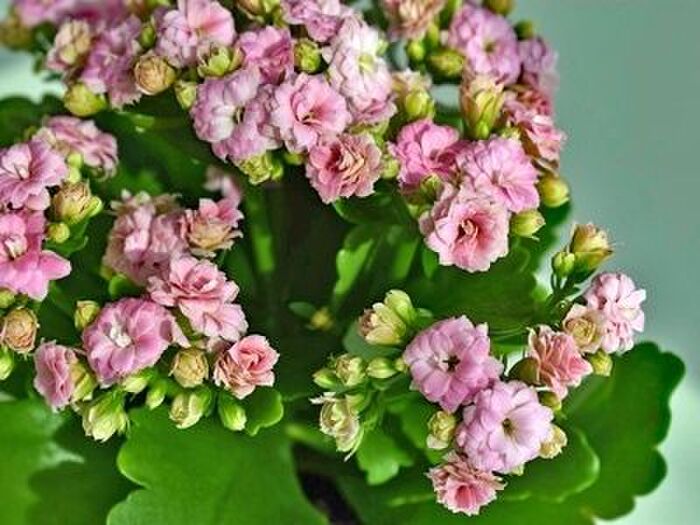 カランコエの美しい花を楽しむポイント