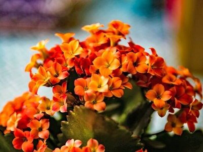 カランコエの種類と特徴