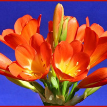 初心者でも簡単!クンシランの育て方「君子蘭/scarlet Kaffir lily」