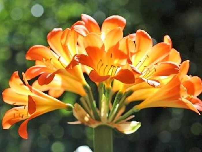クンシランの花言葉