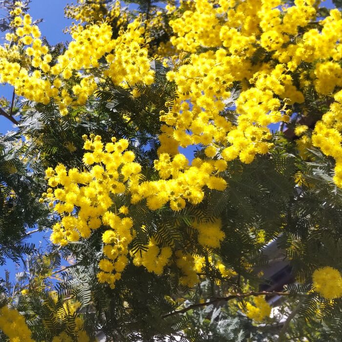 え?毒あり?春の訪れを告げる花♡意外に知られていないミモザの「毒性」!「オジギソウ」との関係とは?