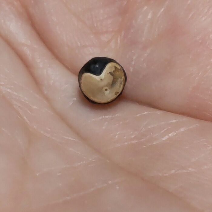 手のひらにのせてみましたよ。フウセンカズラ(風船葛)の種です