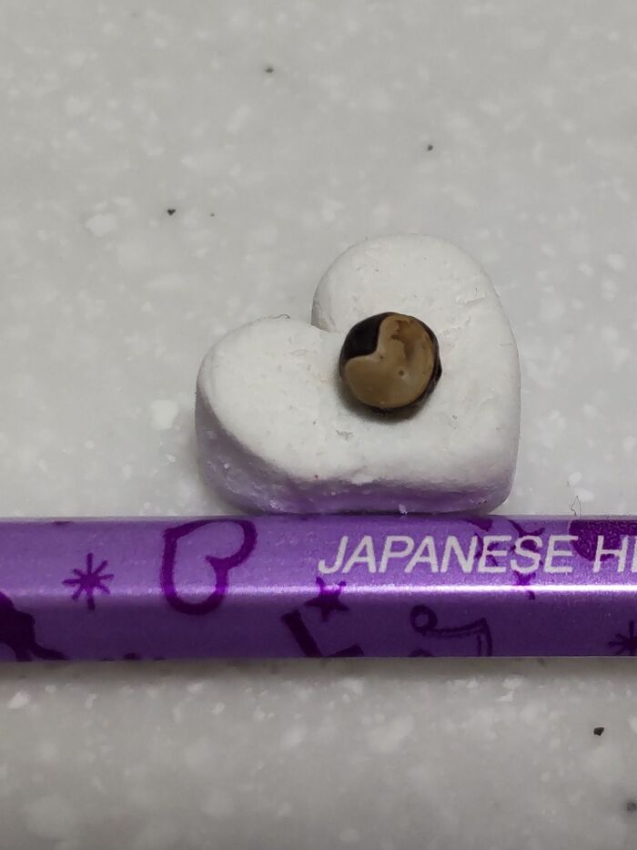 ハートモチーフの可愛い種♡風船葛の種を収穫する際に気をつけたい、道端の危険な雑草も紹介!