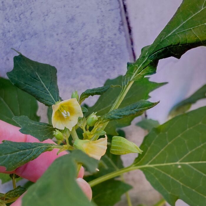 これは似ているけど毒草です!雑草として道端に自生しています