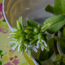 【3月道端の雑草】いざという時の為に役にたつ!可愛い顔した毛深い雑草ー!可憐な花、開花♪