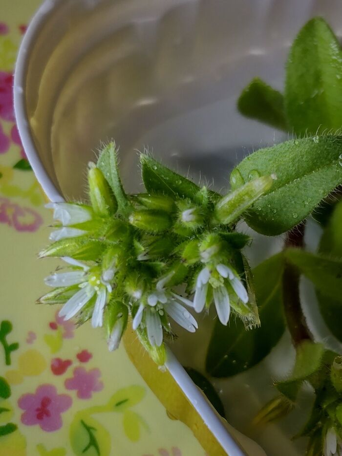 【3月道端の雑草】いざという時の為に役にたつ!可愛い顔した毛深い雑草ー!可憐な花、開花♪