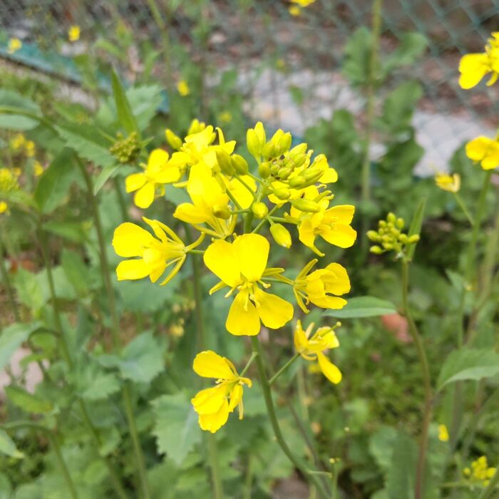 【3月道端の雑草】黄色い蝶が舞っているような菜の花似の植物♡簡単な見分け方。食べられるの?