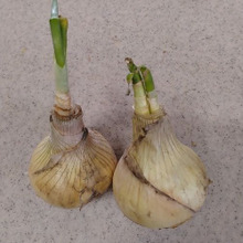 新玉ねぎのレモン酢漬け活用術