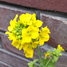 【3月の道端】偶然の出会い!ド根性菜の花♡そもそも「菜の花」って?色んな種類がある?