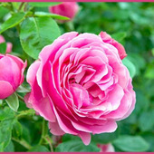 魅力溢れるシュラブ・ローズの育て方「半ツルバラ/Shrub Rose」