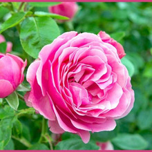 魅力溢れるシュラブ・ローズの育て方「半ツルバラ/Shrub Rose」