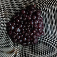 molecular gastronomy 分子調理(モルキュラー・クッキング)ブルーベリーいくら