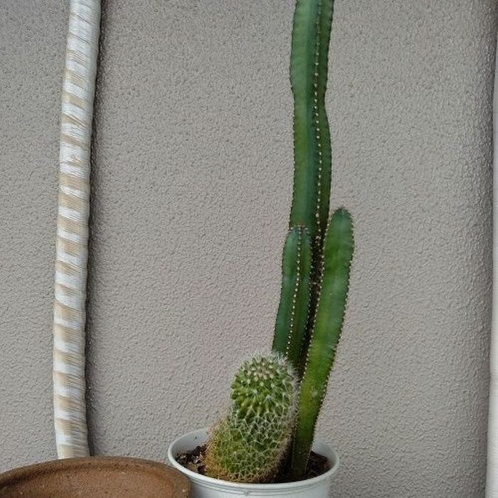 サボテン伸びすぎ~! 春の植え替え