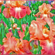 鮮やかなジャーマンアイリスの育て方「ドイツアヤメ/German iris」