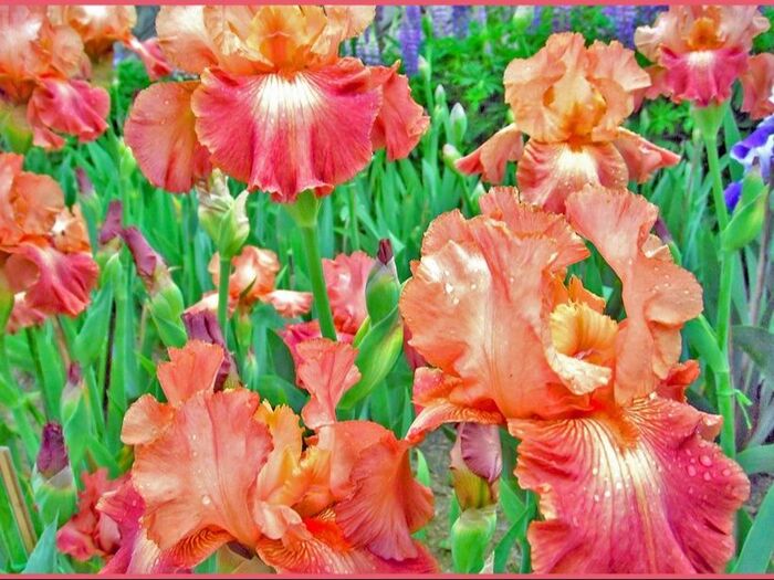 鮮やかなジャーマンアイリスの育て方「ドイツアヤメ/German iris」