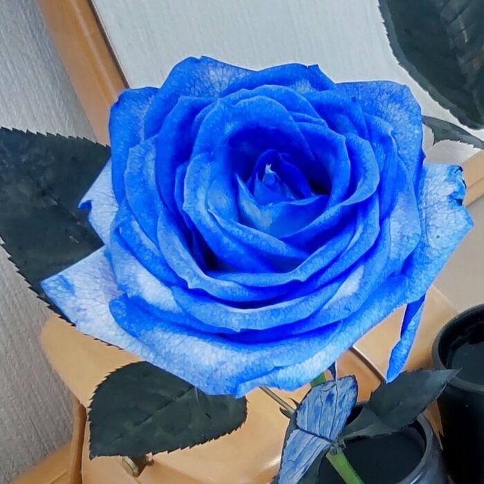 「ペントハウス3」では、スリョンさんが「青い薔薇」が好きだということが物語の中で描かれていますね。
