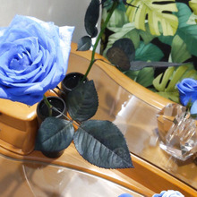 瞬時に空間が輝く?話題の韓流ドラマ「ペントハウス」を参考に!ブルーローズとリング置きを私流に再現!