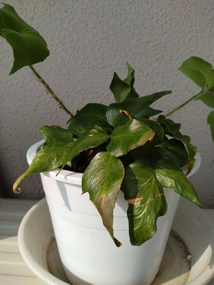 植え替えたヤブソテツ